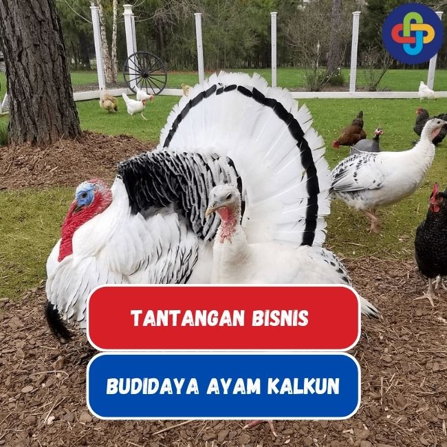 6 Tantangan Memulai Bisnis Budidaya Ayam Kalkun di Indonesia